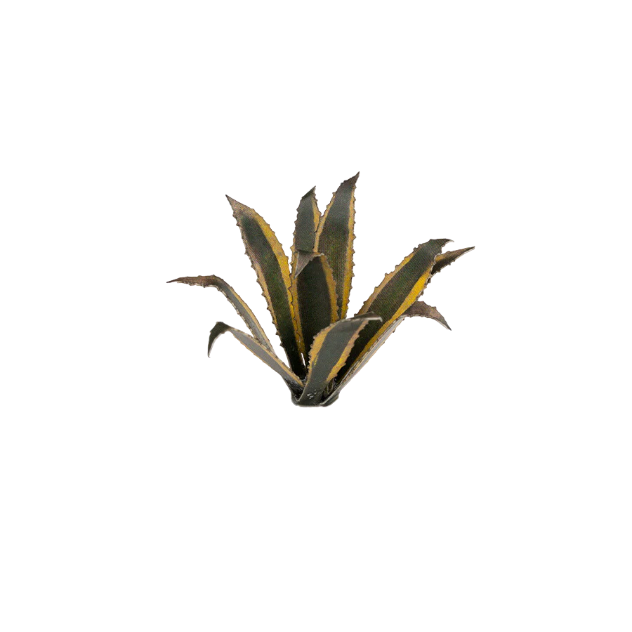 Gamers Grass - Laser Plants - Agave