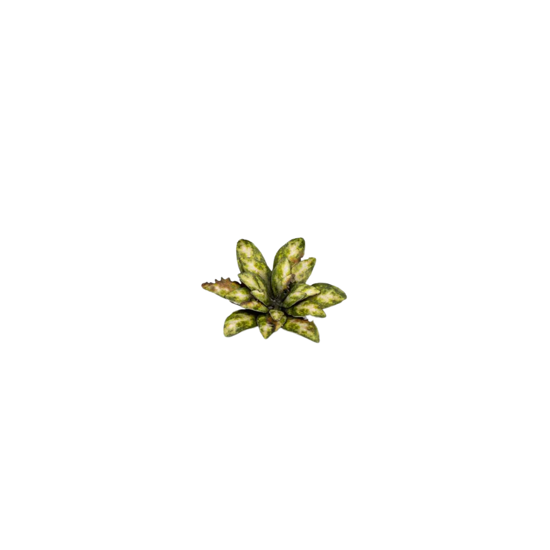 Gamers Grass - Laser Plants - Dumb Cane