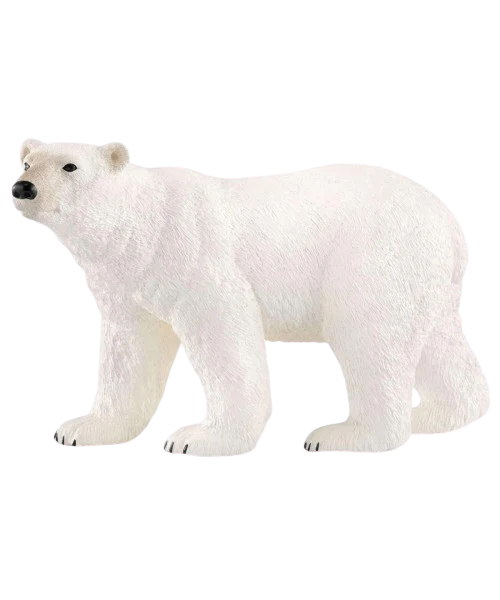 Urso Polar